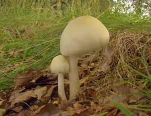 Pečárka hajní - Agaricus sylvicola (Vittad.) Sacc.