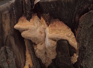 Síťkovec dubový - Daedalea quercina  (L.) Pers. 1801