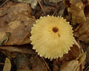 Vláknice dymnivková - Inocybe corydalina Quél. 1875