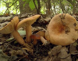 Ryzec žlutohnědý - Lactarius fulvissimus Romagn.