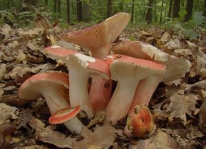 Holubinka sličná - Russula rosea Pers.