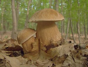 Hřib dubový - Boletus reticulatus Schaeff. 1774