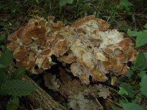 Trsnatec lupenitý - Grifola frondosa (Dicks.) Gray 1821