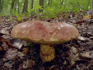 Hřib královský - Butyriboletus regius  (Krombh.) D. Arora & J.L. Frank 2014
