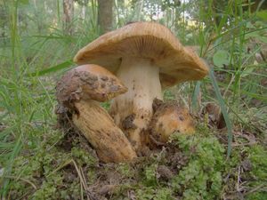 Holubinka tmavolemá - Russula illota Romagn.