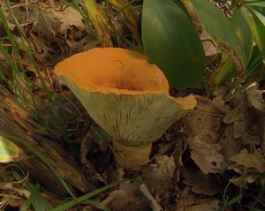 Ryzec syrovinka - Lactarius volemus (Fr.) Fr. 1838