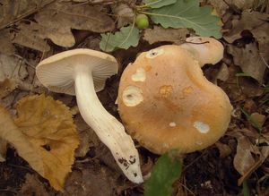 Šťavnatka hajní - Hygrophorus nemoreus (Pers.) Fr. 1838