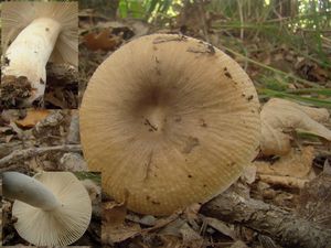 Holubinka hřebínkatá - Russula pectinatoides Peck 1907