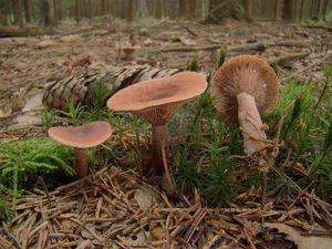 Ryzec kafrový - Lactarius camphoratus