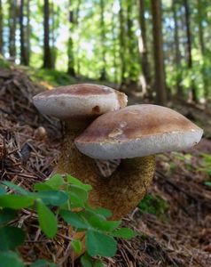 Hřib žlučník - Tylopilus felleus  (Bull.) P. Karst. 1881