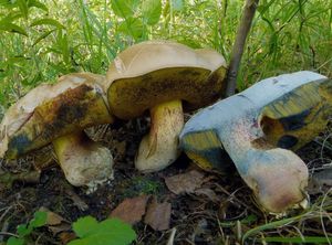 Hřib medotrpký - Caloboletus radicans (Pers.) Vizzini 2014