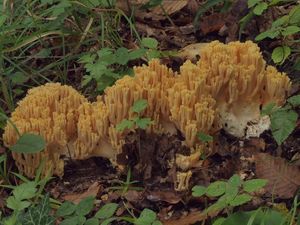 Kuřátka běložlutá - Ramaria albidoflava Schild