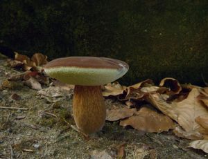 Hřib hnědý - Imleria badia (Fr.) Vizzini