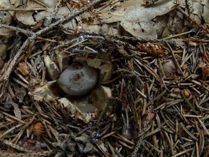 Hvězdovka dlouhokrká - Geastrum pectinatum Pers.