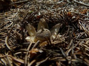 Hvězdovka dlouhokrká - Geastrum pectinatum Pers.