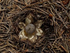 Hvězdovka dlouhokrká - Geastrum pectinatum Pers.