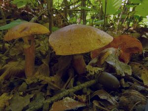 Klouzek tridentský - Suillus tridentinus (Bres.) Singer