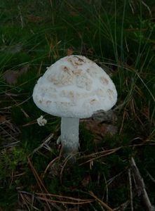 Muchomůrka citronová var. bílá - Amanita citrina var. alba (Gillet) E.-J. Gilb