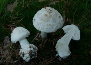 Muchomůrka citronová var. bílá - Amanita citrina var. alba (Gillet) E.-J. Gilb