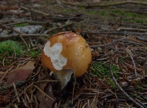 Holubinka odbarvená - Russula decolorans (Fr.) Fr. 1838