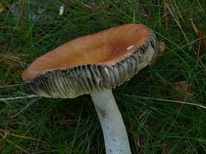 Holubinka odbarvená - Russula decolorans (Fr.) Fr. 1838