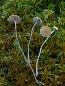 Třepenitka prodloužená - Hypholoma elongatum (Pers.) Ricken