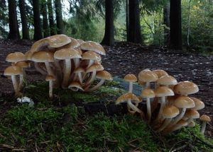 Třepenitka maková - Hypholoma capnoides (Fr.) P. Kumm. 1871