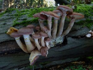 Václavka hlíznatá - Armillaria gallica Marxm. & Romagn. 1987