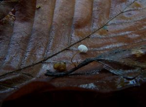 Špička listová - Marasmius epiphyllus (Pers.) Fr.