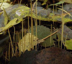 Kyj niťovitý - Macrotyphula juncea (Fr.) Berthier