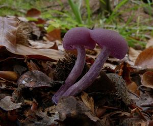 Lakovka ametystová - Laccaria amethystina Cooke 1884