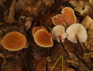 Penízovka smrdutá - Gymnopus brassicolens  (Romagn.) Antonín & Noordel. 1997