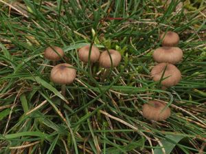 Helmovka malovaná - Mycena pseudopicta (J.E.Lange) Kühner