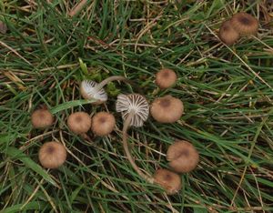 Helmovka malovaná - Mycena pseudopicta (J.E.Lange) Kühner