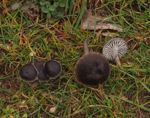 Helmovka malovaná - Mycena pseudopicta (J.E.Lange) Kühner