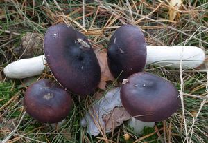 Holubinka nahořklá - Russula caerulea Fr. 1838