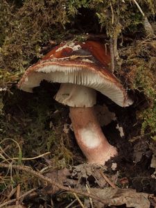 Klikni pro velký obrázek