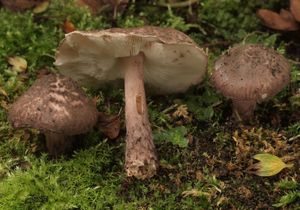 Bedla hnědovínová - Lepiota fuscovinacea