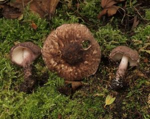 Bedla hnědovínová - Lepiota fuscovinacea