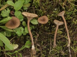 Strmělka suchomilná - Clitocybe barbularum (Romagn.) P.D.Orton