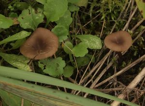 Strmělka suchomilná - Clitocybe barbularum (Romagn.) P.D.Orton