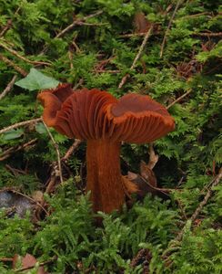 Pavučinec vyjímečný - Cortinarius rubellus Cooke