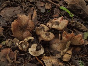 Vláknice krvavějící - Inocybe haemacta (Berk. et Cooke) Sacc.