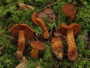 Pavučinec vyjímečný - Cortinarius rubellus Cooke