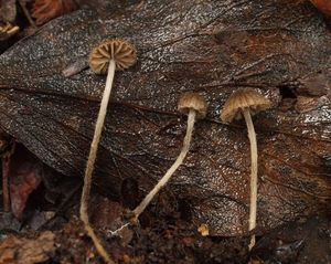 Závojenka štětinatá - Entoloma strigosissimum (Rea) Noordel. 1979