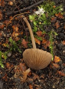 Závojenka cihlová - Entoloma dysthales (Peck) Sacc. 1891