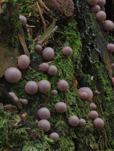 Vlčí mléko červené - Lycogala epidendrum (J.C. Buxb. ex L.) Fr.