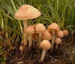 Špička obecná - Marasmius oreades (Bolton) Fr. 1836
