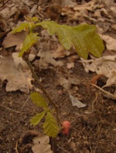 Dub letní (křemelák) (Quercus robur L. ex Simk.)