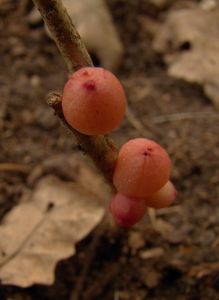 Dub letní (křemelák) (Quercus robur L. ex Simk.)